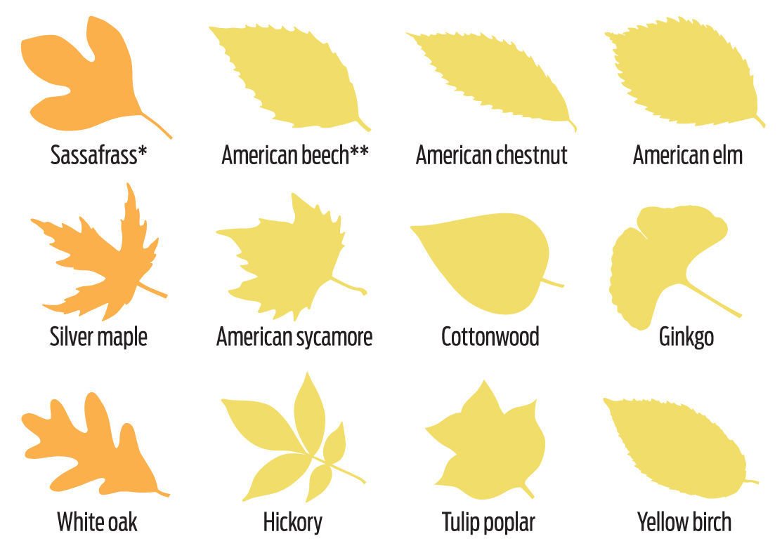 Leaves that turn orange and yellow